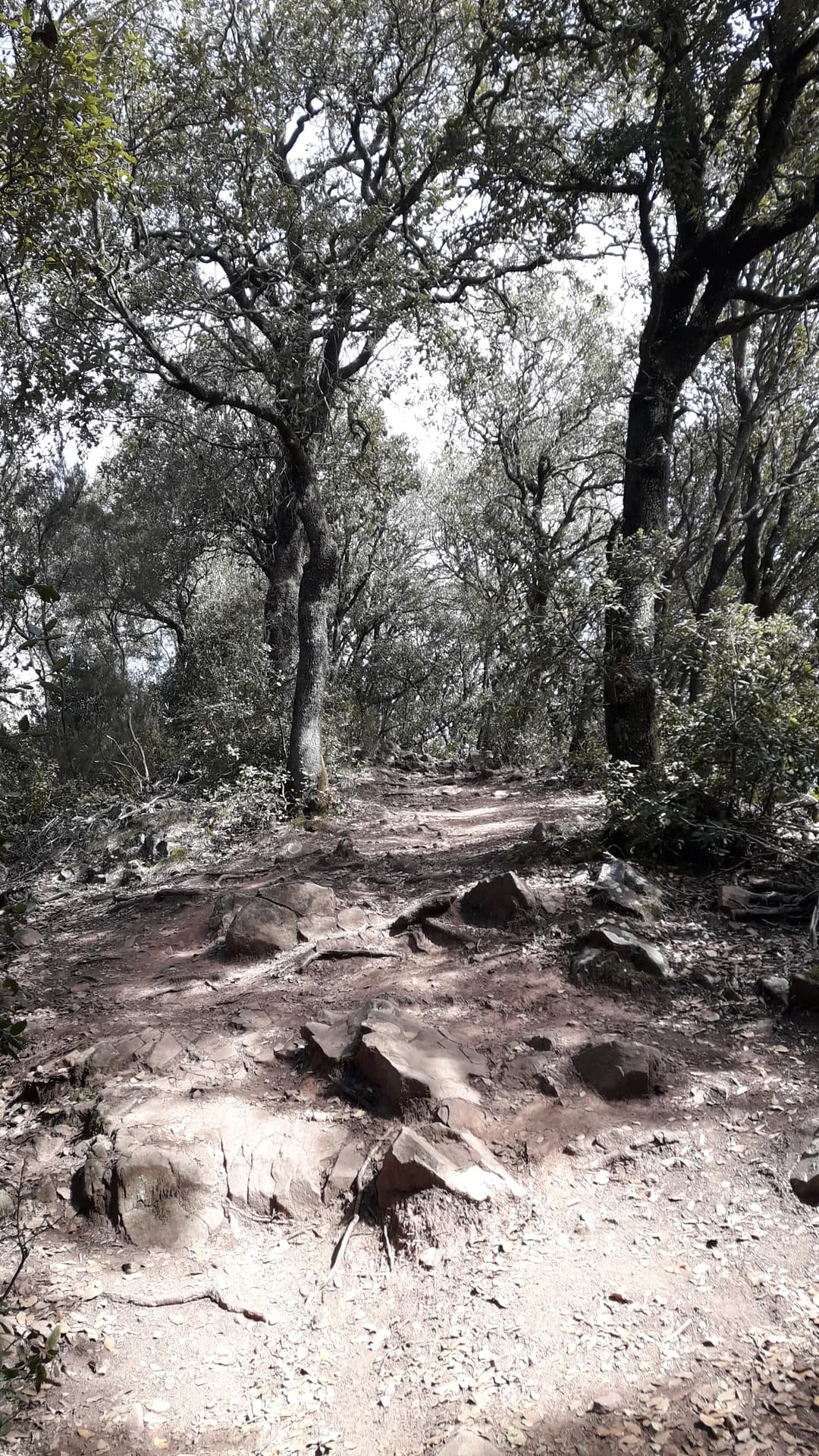 Pere López Brosa - Roca Centella